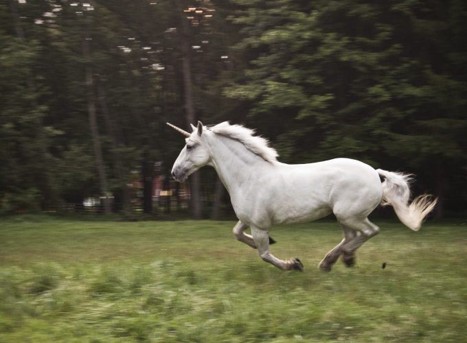 Wallpaper unicorn, horse, nature, white, Animals 3248815273